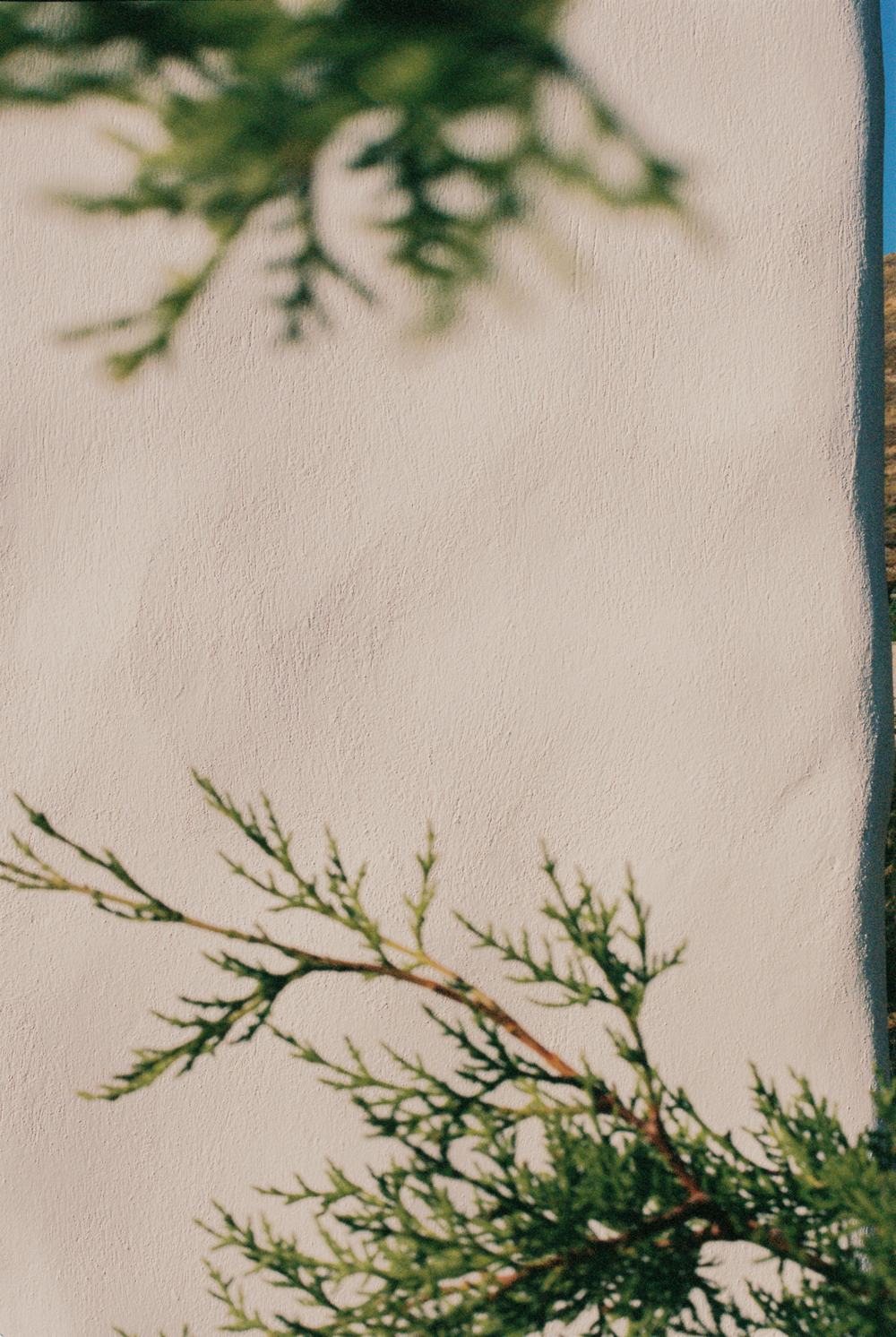 Juniper branch against a white plastered wall in sunlight